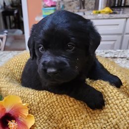 Labrador Retriever Puppies from Persimmon Hill Labrador Retrievers