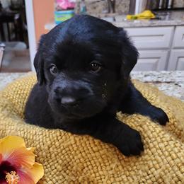 Labrador Retriever Puppies from Persimmon Hill Labrador Retrievers
