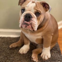 Bulldog Puppies from Triple Crown English Bulldogs