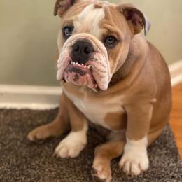 Bulldog Puppies from Triple Crown English Bulldogs