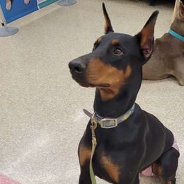 Onyx - Doberman Pinscher