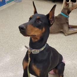 Onyx - Doberman Pinscher