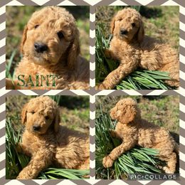 Goldendoodle Puppies from The Poodle Plantation