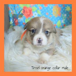 Orange Male - Sable male Pembroke Welsh Corgi puppy in Wayne City, Illinois from Lash Livestock & Corgis