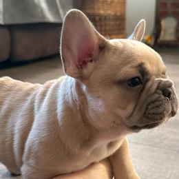French Bulldog Puppies from Foster Lake Frenchies