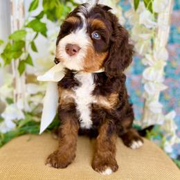 Bernedoodle puppies from Natural Doodle Life