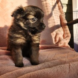 Brindle - Beaver sable male Pomeranian puppy in Pass Christian, Mississippi from Cristina Cammarota