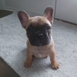 French Bulldog Puppies from 4 Palms Frenchies