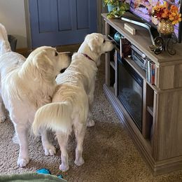 Goldendoodles, Golden Retrievers, and Poodles from Bracha Poodles & Doodles