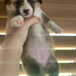 Female 4 - Sable female Pembroke Welsh Corgi puppy in Hueytown, Alabama from AAA Corgis