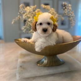 Tulip - Parti female Poodle puppy in Sacramento County, California from Sac-Town Poodles and Doodles
