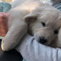 Golden Retrievers from Farm land Goldens