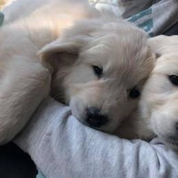 Golden Retrievers from Farm land Goldens