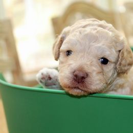 Australian Labradoodle Puppies from Cornerstone Labradoodles