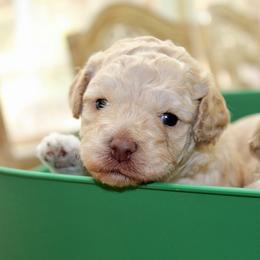 Australian Labradoodle Puppies from Cornerstone Labradoodles