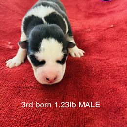 "FREYAxGUNNAR litter 02.18.21" Siberian Husky Puppies from Phresh Pharm Husky Ranch