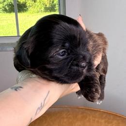 Pumpkin - Chocolate female Shih Tzu puppy in Groveland, Florida from Jenny's Shih Tzus