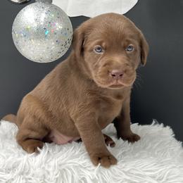 Teal - Chocolate female Labrador Retriever puppy in Heath Springs, South Carolina from Rich Hill Retrievers