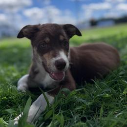Sleepy - Tri-color female Border Collie puppy in Oberlin, Kansas from Hangin R Kennels