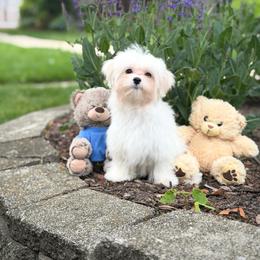 Leona's One in a Million Benny - White male Maltese puppy in Chicago, Illinois from Leona's Maltese