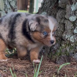 Rocket - Blue merle male Toy Australian Shepherd puppy in Leitchfield, Kentucky from Legendmaker MAS