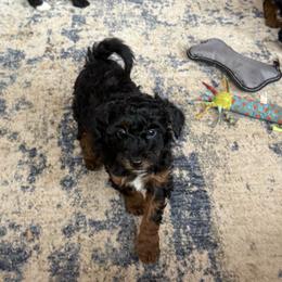 Bear - Black tri-color male Aussiedoodle puppy in Deer Park, Washington from Doodle Paw Ranch