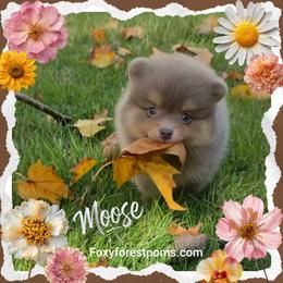Moose - Chocolate and tan male Pomeranian puppy in Eatonville, Washington from Foxy Forest Poms