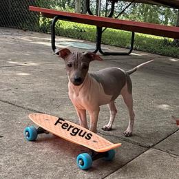Fergus - White and red male American Hairless Terrier puppy in Buckingham, Illinois from Gaus Hof