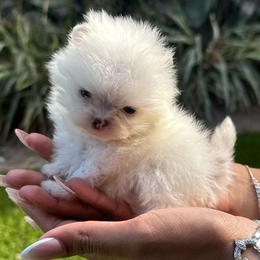 Valentino (lime green) - Cream sable parti male Pomeranian puppy in Santa Ana,Ontario, California from Uniquepombabies