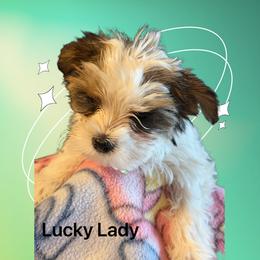 Yorkshire Terrier Puppies from Eileen’s Yorkies of Havasu
