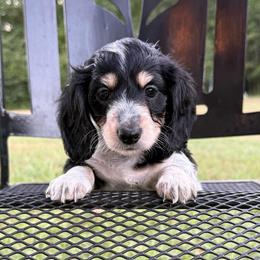 Star - Piebald female Dachshund puppy in Troup, Texas from Darling Doxies
