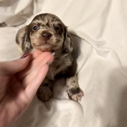 Chip - Dapple male Dachshund puppy in Kentucky from Wonderful Weiners
