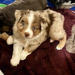 Australian Shepherd, Miniature American Shepherd, Miniature Australian Shepherd, and Toy Australian Shepherd Puppies from HP Aussie Kennels