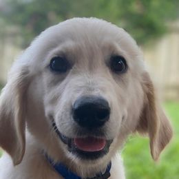 Mr. Blue - Light golden Golden Retriever puppy in Conroe, Texas from Golden Keys Kennels