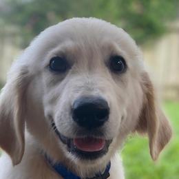 Mr. Blue - Light golden Golden Retriever puppy in Conroe, Texas from Golden Keys Kennels