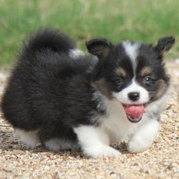 Black Tri Boy - Black and tan male Pembroke Welsh Corgi puppy in Cameron, Texas from Moonstone Corgis & Frenchies