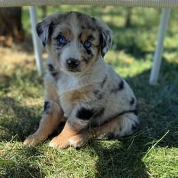 Sugar - Blue merle female Miniature Australian Shepherd puppy in Medical Lake, Washington from MAS Gone Rogue
