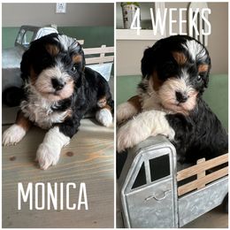 Bernedoodle Puppies from The Doodle Pad