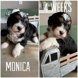 Bernedoodle Puppies from The Doodle Pad