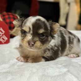 Chihuahua Puppies from Sunset Eves Chihuahuas