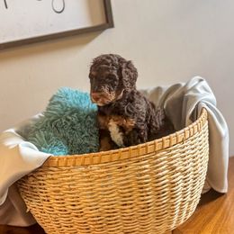 Phantom - Phantom male Poodle puppy in Jesup, Georgia from Altamaha Mud Poodles LLC.