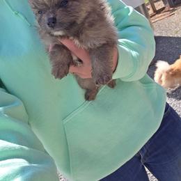 Ahsoka - Beaver female Pomeranian puppy in Chattanooga, Tennessee from Valley Poms