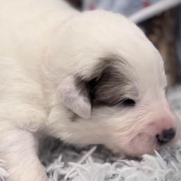 Moose Red collar male - White and badger male Great Pyrenees puppy in Fair Grove, Missouri from Allen Wags & Woolies