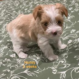 Honey - Parti female Yorkshire Terrier puppy in Forest, Virginia from Majestic Touch Kennels and Pet Services