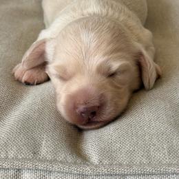 Murphy - Cream male Dachshund puppy in Mc Donough, Georgia from Hot Diggity Doxies