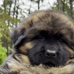 German Shepherds from Puppies Kingdom Team
