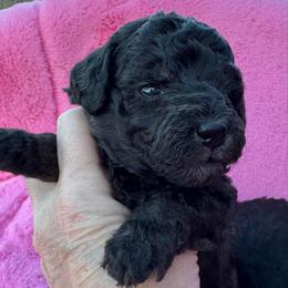 Purple - Phantom female Poodle puppy in Simms, Texas from Donna’s Aussies & Pink Heart Poodles