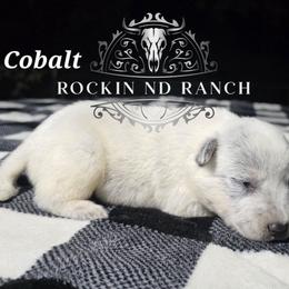 Cobalt - Blue male Australian Cattle Dog puppy in Silsbee, Texas from Rockin ND Ranch