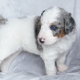 Aussiedoodle Puppies from Vesbach Doodle Valley Farm