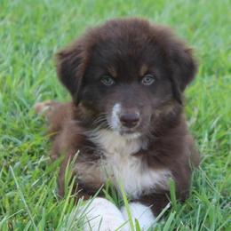 Rabbit - Red tri-color male Australian Shepherd puppy in Star City, Arkansas from Blush & Lace Aussie & Dachshund Co.